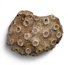 Petoskey Stone Natural Coral Morocco 182.4 grams.
