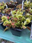 Venus Flytrap Giant I3 -  Carnivorous Plant - Rare🔥🔥🔥 — photo 1