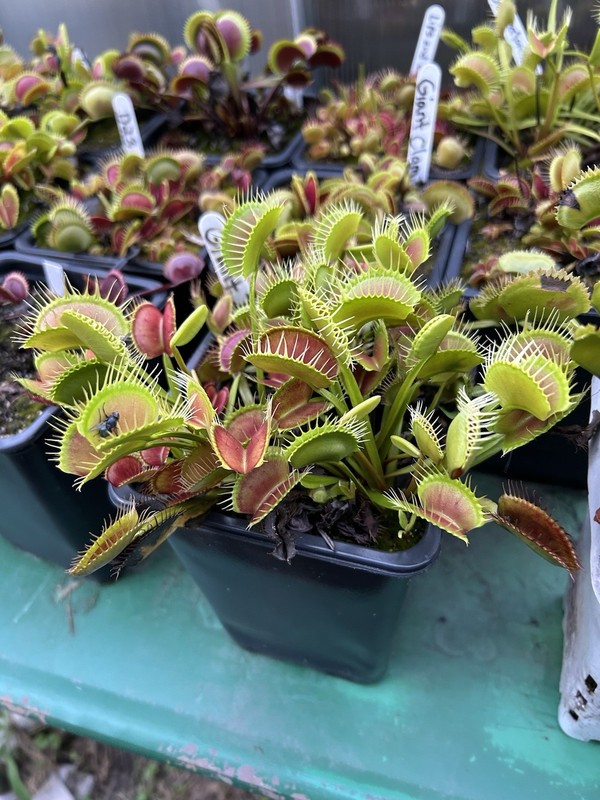 Venus Flytrap Giant I3 -  Carnivorous Plant - Rare🔥🔥🔥