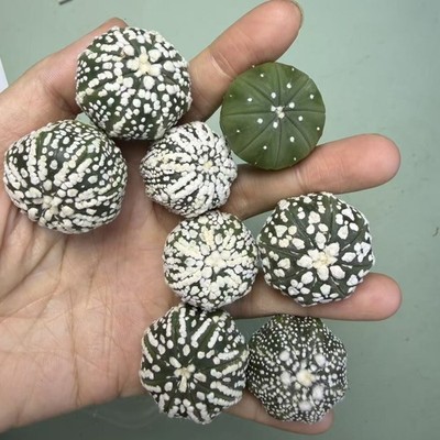 10pc  plant Astrophytum asterias Mix white Mini WYSIWYG Own Root Boutique Decor