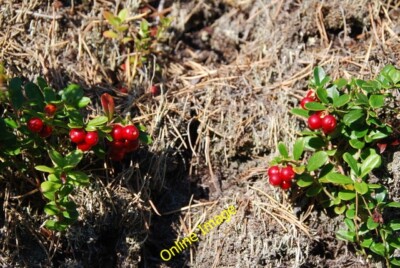 Photo 6x4 Vaccinium vitis-idaea Airgiod-meall The Cowberry growing in a l c2013