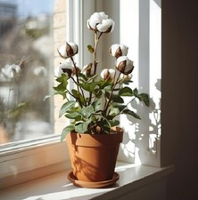 Baumwolle exotische duftende Pflanzen für die Wohnung drinnen Zimmerpflanze /