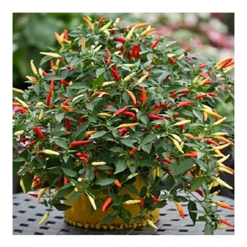 PEPPER HOT BASKET OF FIRE F1 - 80 SEEDS BULK