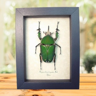 Real Green African Flower Beetle Mecynorrhina torquata Male Framed Display