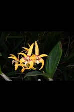 Orchid Hybrid Dendrobium Avril  s Gold  Ray  AOC