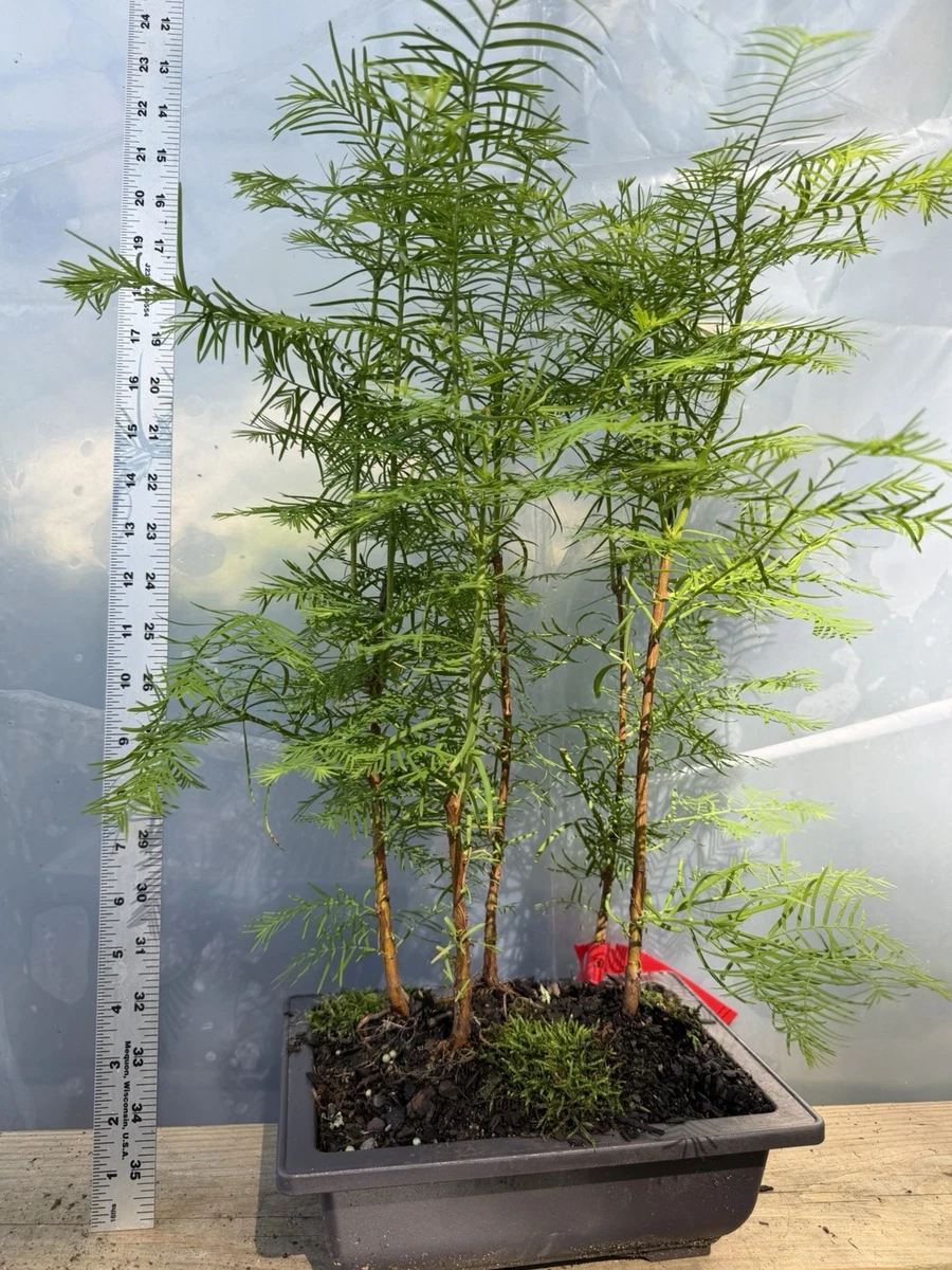 bambus für insektenhotel kaufen Bambusröhrchen main image 1