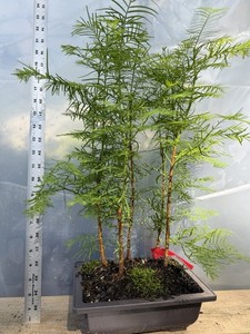 Coastal Redwood Bonsai | eBay