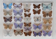 27 LOVELY A1 BRITISH BLUES AND ARGUS BUTTERFIES ALL WITH GOOD BRITISH DATA