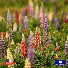 Lupine Seeds - Russell Strain Mixture Non-GMO