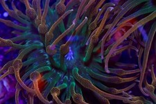 Rainbow Bubble tip Anemones