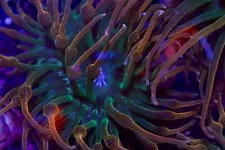 Rainbow Bubble tip Anemones