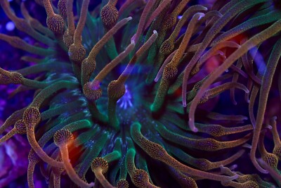 Rainbow Bubble tip Anemones
