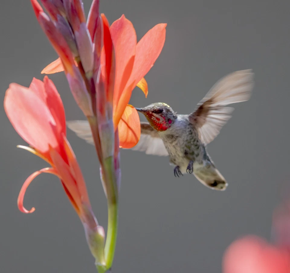 30 Red Orange TALL Robert Kemp Canna Lily Seeds (美人蕉） - Image 2 of 4
