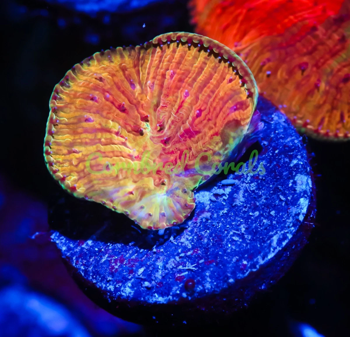 Frag Aquarium Corals & Live Rocks for sale | eBay Frag Aquarium Corals & Live Rocks for sale | eBay