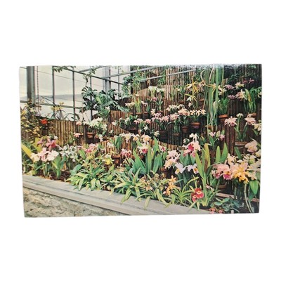Orchid Display Eden Park Krohn Conservatory Cincinnati OH 1981 Postcard
