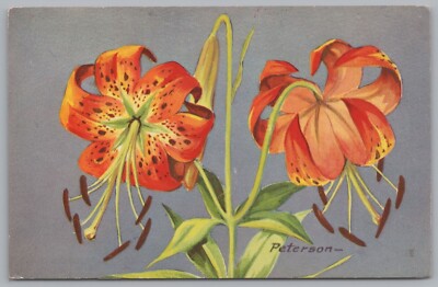 c1957 NWF Peterson Turk s Cap Lily Lilium Superbum 11' Tall Vintage Postcard