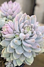 RARE NEW HYBRID - SEDEVERIA 'LILAC MIST' - 2" DIAMETER ROOTED PLANT