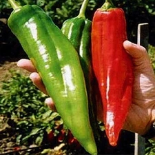 100+ BIG JIM PEPPER SEEDS -- HUGE -- HOT ----------- HEIRLOOM -- NON GMO - FRESH