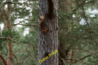 Photo 6x4 Red Squirrel in the Abernethy Forest Nethy Bridge He came down  c2014