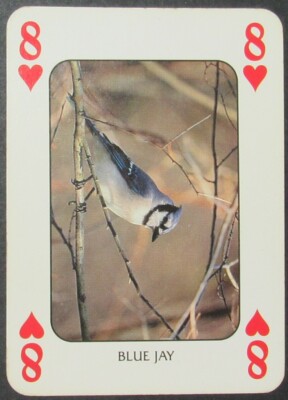 Blue Jay Bird Single Swap Wide Playing Card 8 Hearts