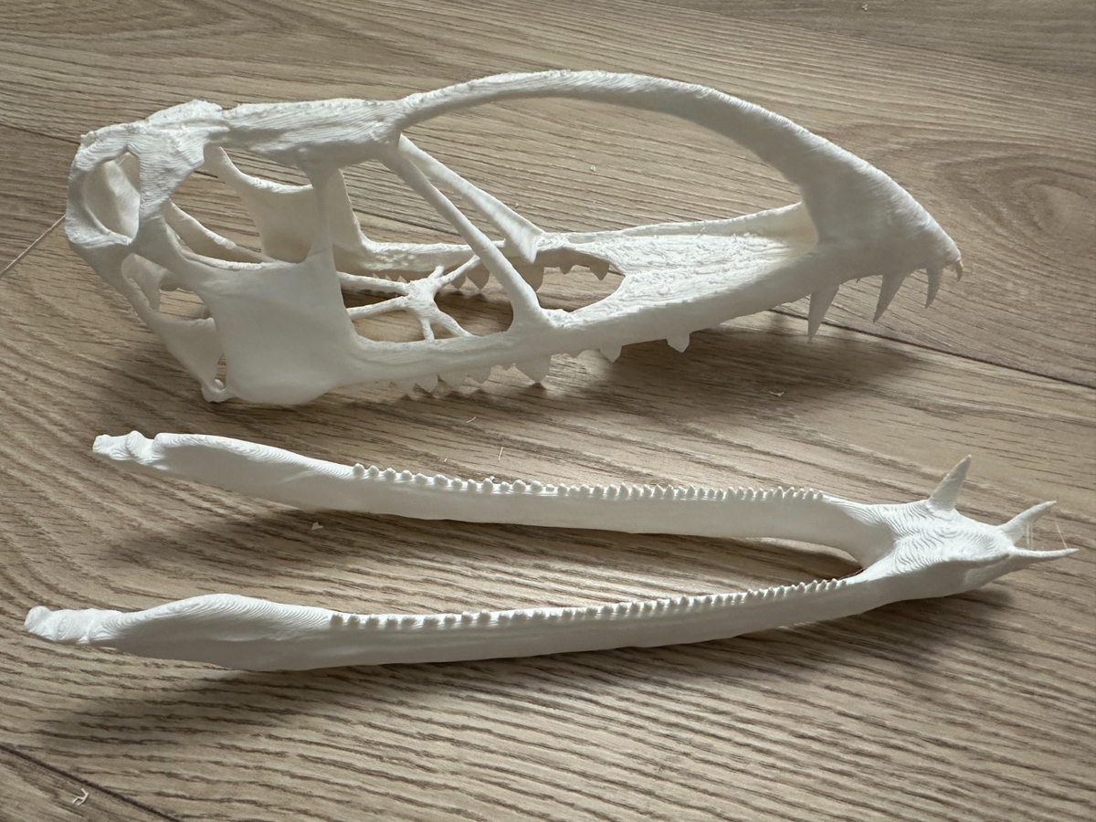 3d printed Caelestiventus hanseni pterosaur head skull model