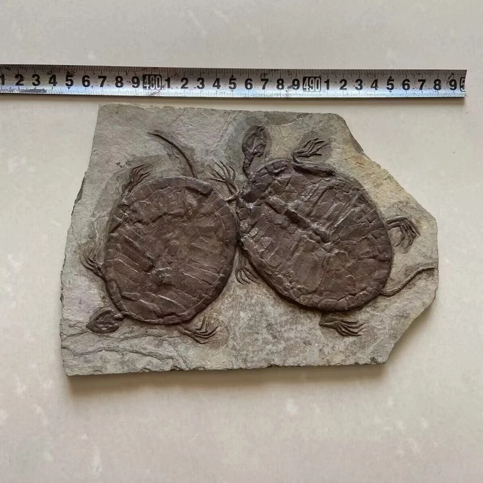 Unique Real Turtle Fossil Rare Chinese Best Triassic Keichousaurus Collection - Image 2 of 4
