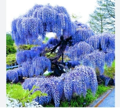 Blue Chinese Wisteria Tree in 2.5Gal Pot Great Outdoor Wisteria Sinensis  3-4ft H | eBay