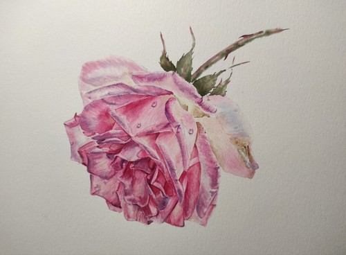 Original Artwork Painting Flower PINK ROSE Arts Floral Giclee Artistic Print A4 - Picture 9 of 11
