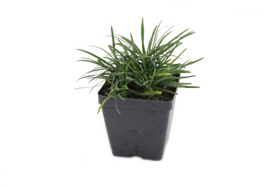 Live DWARF MONDO Grass Plant + Ophiopogon Japonicus 'Nana' - [2.5'' Pot]