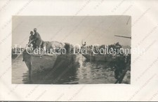 1912c GUERRA LIBIA Trasporto bestiame fiume Soldati colonialismo Foto militare 