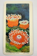 Exploring The Ocean Sea Anemone No 24 Brooke Bond Tea Card CC652