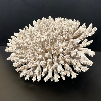 2040g Natural white Coral Reef Aquarium Decor Coral home