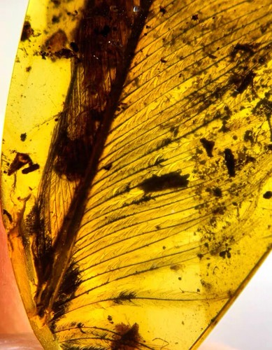 Cretaceous Fossil Burmese amber burmite rare insect feather amber Fossil Myanmar - Picture 2 of 6