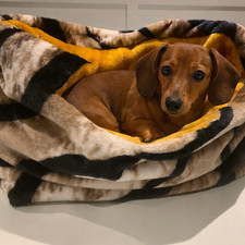 Large snuggle sack, dachshund covered  bed, pet sleeping bag, igloo cave bed New