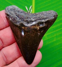 2.73 “   MEGALODON Shark Tooth Necklace REAL FOSSIL -  Sterling Silver Bale