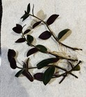 Wandering Jew Houseplant - Rooted Cuttings - 4 Total -6” Cuttings.  Easy Care