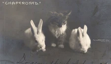 1906 Super Cute White Bunny Chaperoned Kitten RPPC Cat Rabbit Rotograph Co