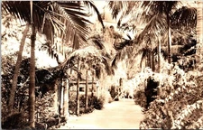 Vintage Faulding's Santa Barbara Palm Tree Garden Postcard