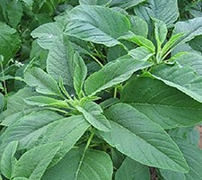 Amaranth Green Giant – 1200 Seeds – Tender Salad Leaf