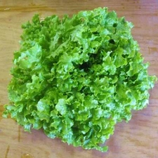 1000 SALAD BOWL LETTUCE SEEDS ~ heirloomseedguy ~ 2026 ~ NON-GMO