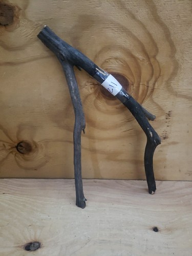 grauer gegabelter Manzanita Ast 15,5" x 8" x 3" #112 - Bild 1 von 4