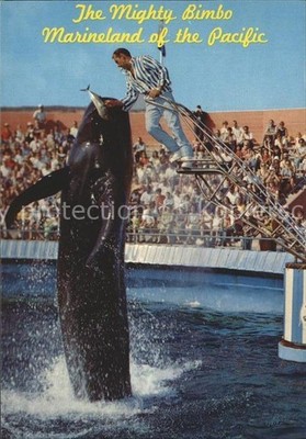 Marineland Bimbo the Whale