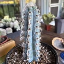 Pilosocereus Pachycladus F. Ritter