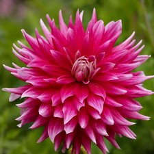 Cactus Dahlia AC Dark Horse Dinnerplate Red & White Tipped Garden Flower Tuber