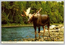The Moose King of the Canadian Forest Vintage Postcard Mattawa Ontario Canada