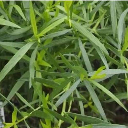 200+ Tarragon Seed Seeds (Artemisia dracunculus) Organic French Tarragon - Picture 6 of 7
