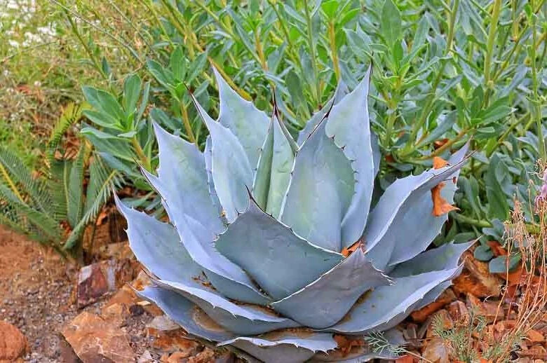 Agave ovatifolia "Frosty Blue" Starter Plants 2.5" to 4" wide. COLD HARDY  TO 5F | eBay