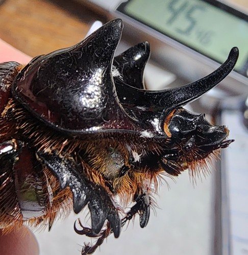 Strategus aloeus 1 M 45,46 mm, 2 F's Arizona SA7 Rhino Beetle Insect Dynastes - Imagen 3 de 3