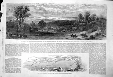 Antique Print Zostera Marina Harben Gulf Hauraki Firth Tamaki Auckland 1862