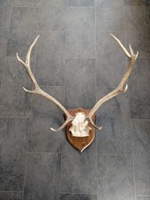 Beautiful Pair of Red Deer Antlers Mounted on Wooden Plaque